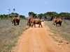 2 Dny Safari Tsavo East + Neptune Paradise #2